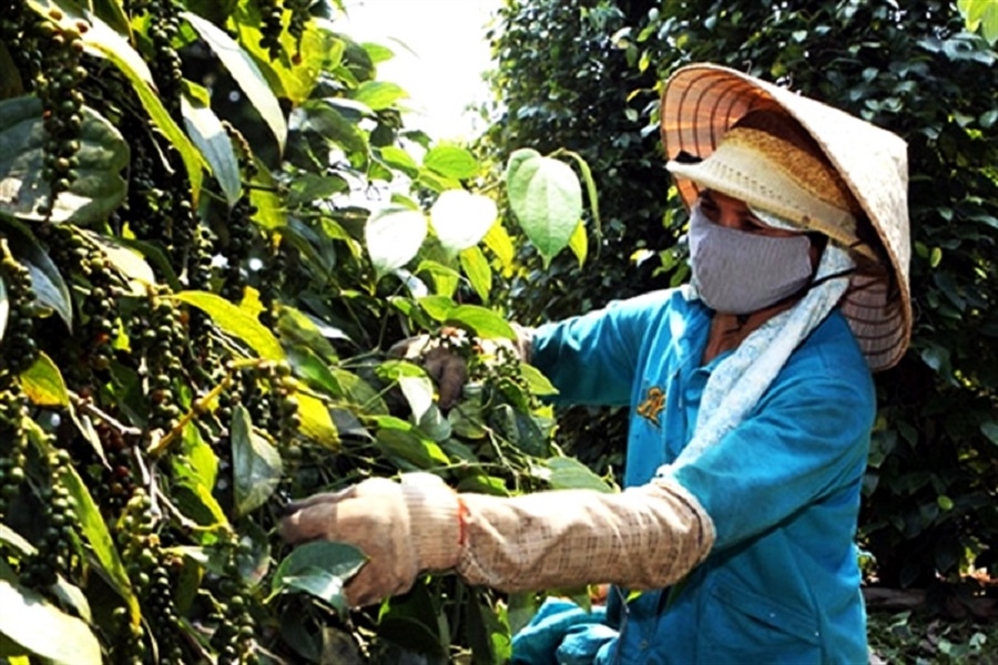 Pepper exports surge over 24% to US$1.5 billion in 11 months